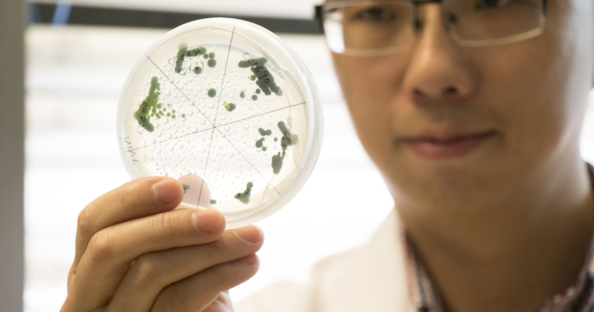 Researchers pursue green technology to capture carbon dioxide emissions